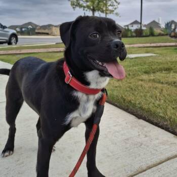 Pug Dogs Available for Adoption in Seguin, Texas - Minnie | PetCurious