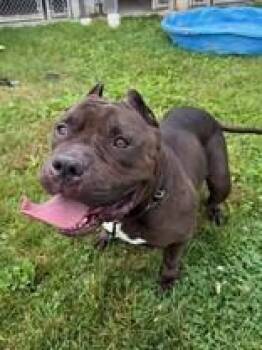 Mystique -  Bulldog Dog for Adoption in Whitby, Ontario - Mystique | PetCurious