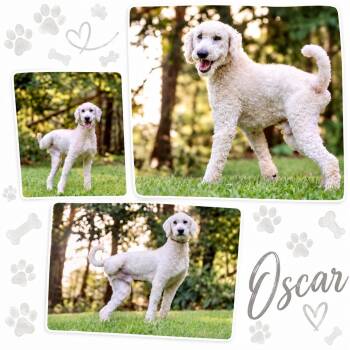 Oscar -  Standard Poodle Dog for Adoption in Richmond, Virginia - Oscar | PetCurious