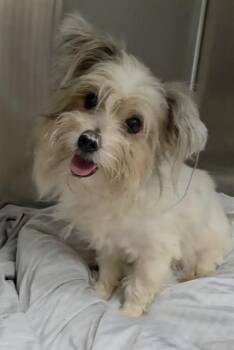 DELTA -  Yorkshire Terrier and Maltese Dog for Adoption in Fort Lauderdale, Florida - DELTA | PetCurious