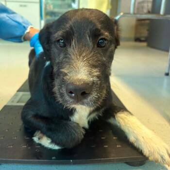 Monica -  Mixed Breed Dog for Adoption in Huntington, West Virginia - Monica | PetCurious