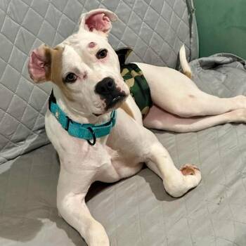 Marshall -  Pit Bull Terrier and Mixed Breed Dog for Adoption in Olathe, Kansas - Marshall | PetCurious