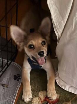 Dapper (GA) -  Yorkshire Terrier Dog for Adoption in New York, New York - Dapper (GA) | PetCurious