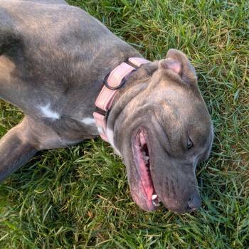 Zeus -  Mixed Breed Dog for Adoption in Harrisonburg, Virginia - Zeus | PetCurious