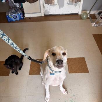 Boone -  Labrador Retriever Dog for Adoption in Melbourne, Arkansas - Boone | PetCurious