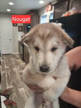 Nougat -  German Shepherd Dog and Husky Dog for Adoption - Nougat | PetCurious