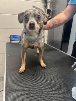 Chihuahua Dogs Available for Adoption in Georgetown, Ohio - Jank | PetCurious