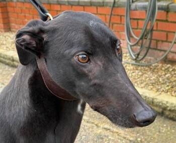 Greyhound Dogs Available for Adoption - Coolio | PetCurious