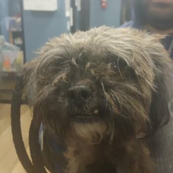 Terrier Dogs Available for Adoption - Patty Cakes | PetCurious