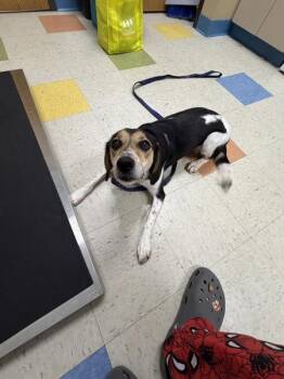 Maple -  Beagle and Australian Cattle Dog Blue Heeler Dog for Adoption in Sioux City, Iowa - Maple | PetCurious