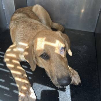 Snipe -  Yellow Labrador Retriever and Mixed Breed Dog Available for Adoption in Abilene, Texas - Snipe | PetCurious