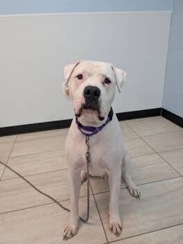 Morty -  American Bulldog Dog for Adoption in Reisterstown, Maryland - Morty | PetCurious