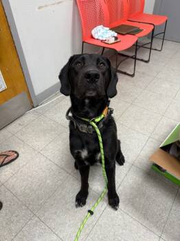 Rescue Labrador Retriever Dogs for Adoption in Sorrento, Louisiana - Calvin Klein | PetCurious