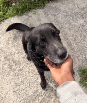 Labrador Retriever Dogs Available for Adoption in Palmyra, Virginia - Midnight | PetCurious