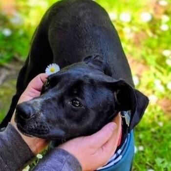Dahlia Daisy Flower the MINI Lab -  Black Labrador Retriever and Pit Bull Terrier Dog for Adoption in Friendswood, Texas - Dahlia Daisy Flower The MINI Lab | PetCurious