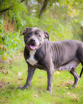 Rescue Pit Bull Terrier Dogs for Adoption in Bridgeport, Connecticut - ANNABELLE | PetCurious