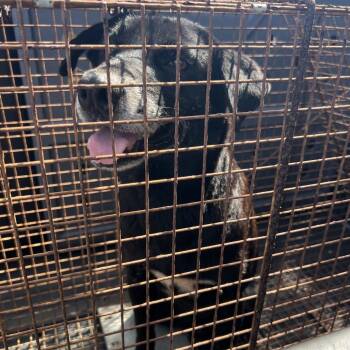 Mixed Breed Dogs Available for Adoption in Lake Jackson, Texas - Bubba | PetCurious