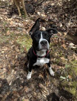 Pit Bull Terrier Dogs Available for Adoption in Stanley, North Carolina - Milo | PetCurious