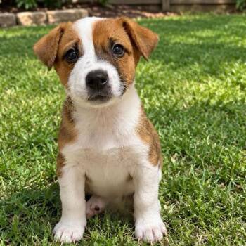 Ross -  German Shepherd Dog and Australian Cattle Dog Blue Heeler Dog for Adoption in Fort Worth, Texas - Ross | PetCurious