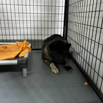 Akita Dogs Available for Adoption in St. Louis, Missouri - Taylen | PetCurious