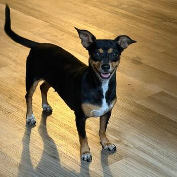 Precious -  Chihuahua Dog for Adoption in Williston, Vermont - Precious | PetCurious