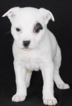 Terrier and Beagle Dogs Available for Adoption - Dorothy | PetCurious