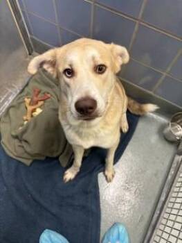 Huntzberger -  Siberian Husky and Mixed Breed Dog for Adoption in Richmond, Virginia - Huntzberger | PetCurious