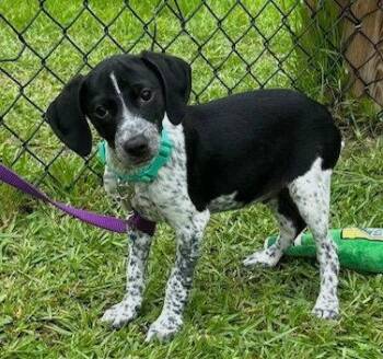 Theo -  Hound Dog for Adoption in Tarrytown, Georgia - Theo | PetCurious