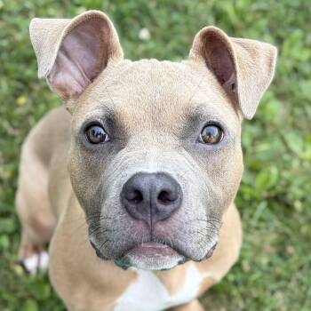 Taz -  Pit Bull Terrier Dog for Adoption in Jefferson, Wisconsin - Taz | PetCurious
