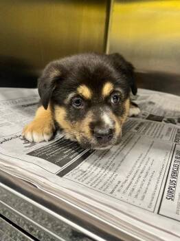 Shepherd and Mixed Breed Dogs Available for Adoption in Jackson, Tennessee - Chowder | PetCurious