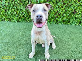 ECHO -  Mixed Breed Dog for Adoption in West Palm Beach, Florida - ECHO | PetCurious