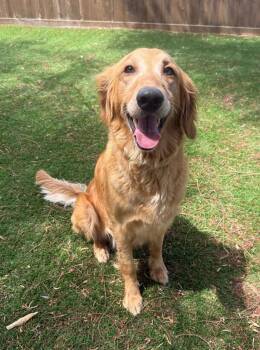 Bella -  Golden Retriever Dog for Adoption in Temecula, California - Bella | PetCurious