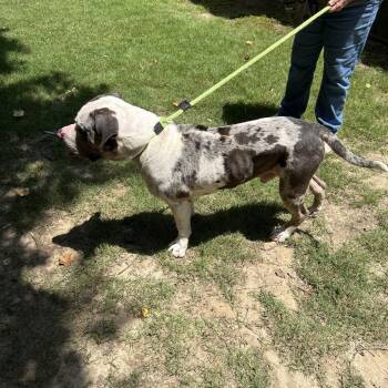Doug 2308 -  Mixed Breed Dog for Adoption in Columbus, Georgia - Doug 2308 | PetCurious