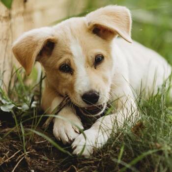 Apple -  German Shepherd Dog and Mixed Breed Dog for Adoption in Tomah, Wisconsin - Apple | PetCurious
