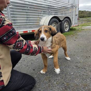 Jake -  Collie and Bernese Mountain Dog Dog for Adoption in Toronto, Ontario - Jake | PetCurious