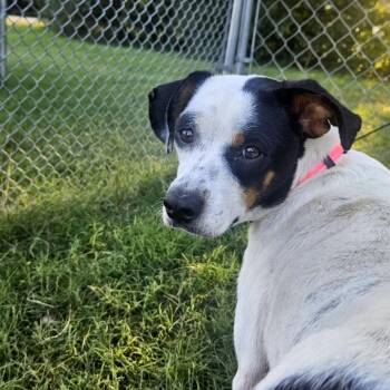 Paloma -  Mixed Breed Dog for Adoption in Fredericksburg, Virginia - Paloma | PetCurious