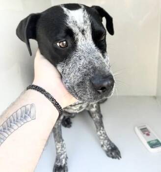 A656969 -  Pit Bull Terrier and Mixed Breed Dog Available for Adoption in Houston, Texas - A656969 | PetCurious