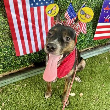 Socks -  Australian Cattle Dog Blue Heeler and Chihuahua Dog for Adoption in Austin, Texas - Socks | PetCurious