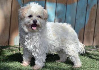 JELLY BEAN -  Poodle and Mixed Breed Dog for Adoption in West Valley City, Utah - JELLY BEAN | PetCurious
