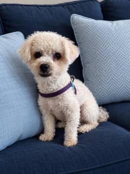 Lucas -  Miniature Poodle Dog for Adoption in Bradenton, Florida - Lucas | PetCurious