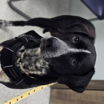 Bluetick Coonhound and Labrador Retriever Dogs Available for Adoption in Keyser, West Virginia - JOJO | PetCurious
