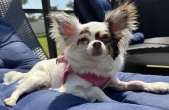 Chihuahua Dogs Available for Adoption in Fort Myers Beach, Florida - Gracie