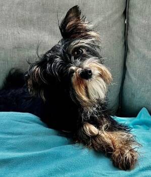 Yorkshire Terrier Dogs Available for Adoption in Fort Myers, Florida - Ricky Ricardo | PetCurious