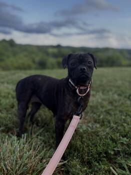 Millie -  Pug Dog for Adoption in Gradyville, Kentucky - Millie | PetCurious