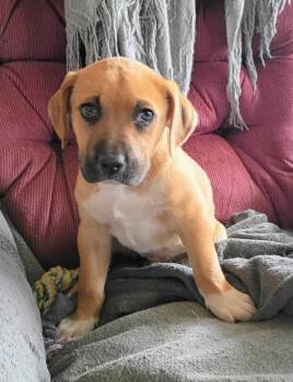 Black Mouth Cur and Labrador Retriever Dogs Available for Adoption - Ruby | PetCurious