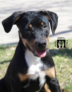 Shepherd and Rottweiler Dogs Available for Adoption - Bex | PetCurious