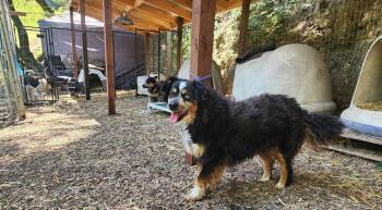 Bessie -  Australian Shepherd Dog Available for Adoption in Paso Robles, California - Bessie | PetCurious