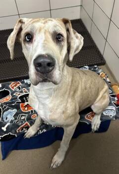 DREAMFYRE -  Great Dane Dog for Adoption in Fort Wayne, Indiana - DREAMFYRE | PetCurious