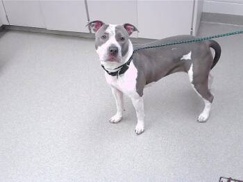 Boxer and Mixed Breed Dogs Available for Adoption in Omaha, Nebraska - STARDEW | PetCurious