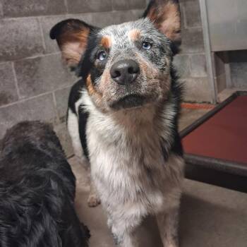 Cheese -  Mixed Breed Dog for Adoption in Pauls Valley, Oklahoma - Cheese | PetCurious
